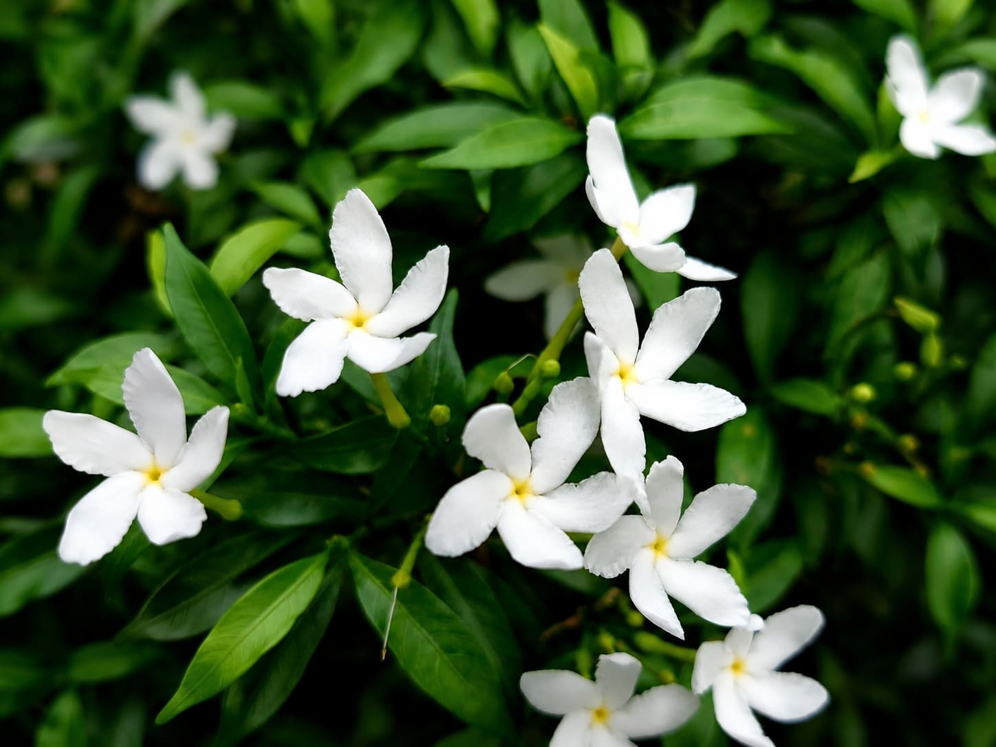 Jazmín andaluz en flor