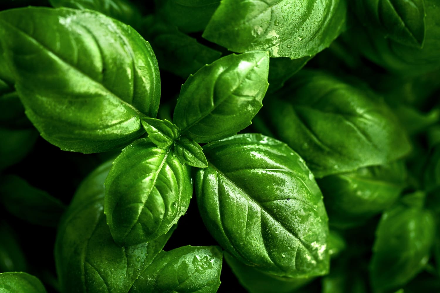 Hojas frescas de albahaca representando la familia olfativa botánica.
