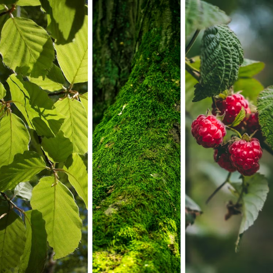Selva de Irati · Vela bosque herbal y amaderada