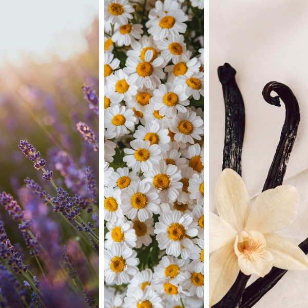 Provenza · Vela de lavanda